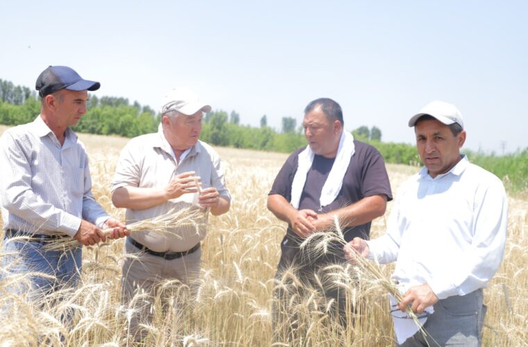 GALLA1 G’alla 2025